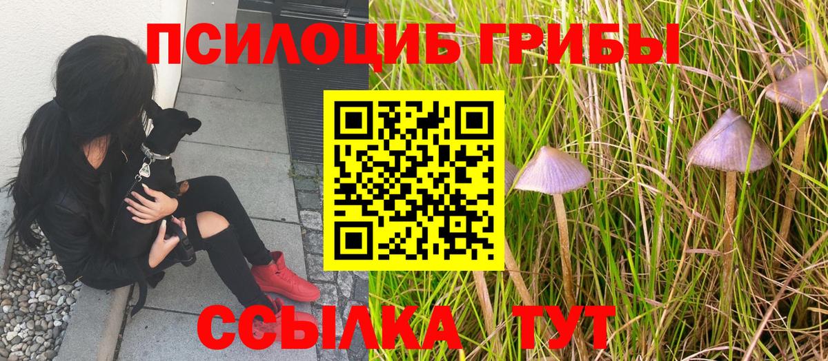 Галлюциногенные грибы Psilocybine cubensis Клин